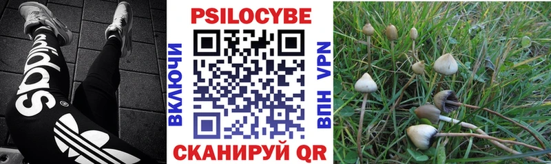 Галлюциногенные грибы Psilocybe Белёв